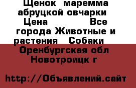 Щенок  маремма абруцкой овчарки › Цена ­ 50 000 - Все города Животные и растения » Собаки   . Оренбургская обл.,Новотроицк г.